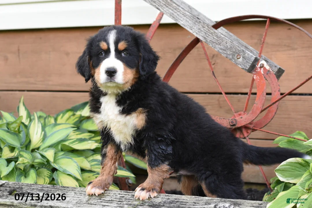 Bernese Mountain Dog dogs for sale: Rocky - Ad 2