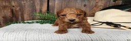 Mini Bernedoodle dogs for sale: Blake - Ad 1
