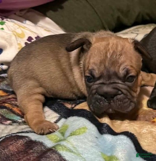 Mixed Breed dogs Mixed Breed Puppy 4 - Ad 27