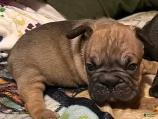 Mixed Breed dogs Mixed Breed Puppy 4 - Ad 37