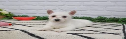 West Highland Terrier dogs for sale: Quincey  - Ad 5