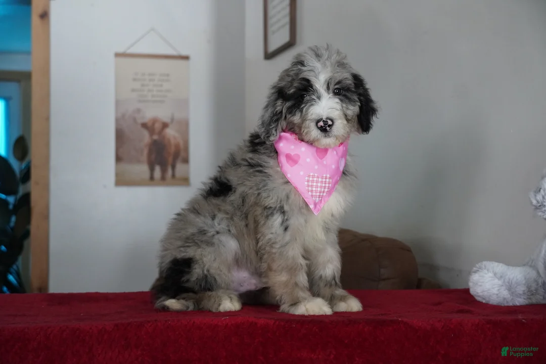 Sheepadoodle dogs for sale: Nova - Ad 2