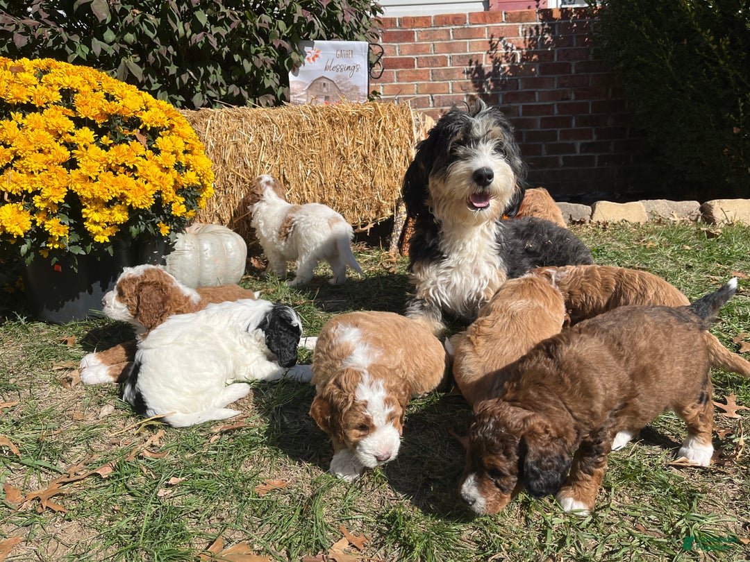 Mini Bernedoodle dogs for sale: Caramel - Ad 9
