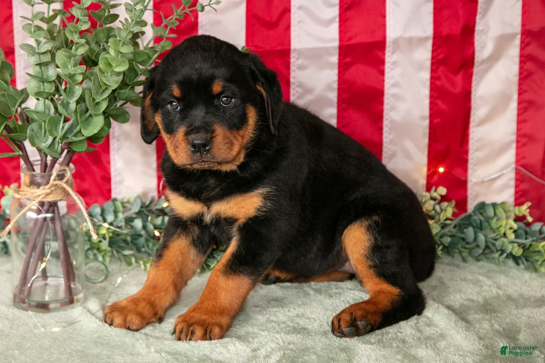 Rottweiler dogs for sale: Zoey - Ad 3