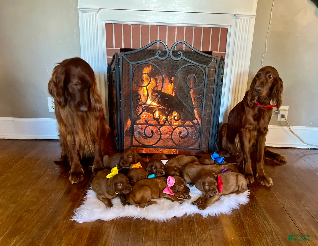 Gallery Image {{count}}