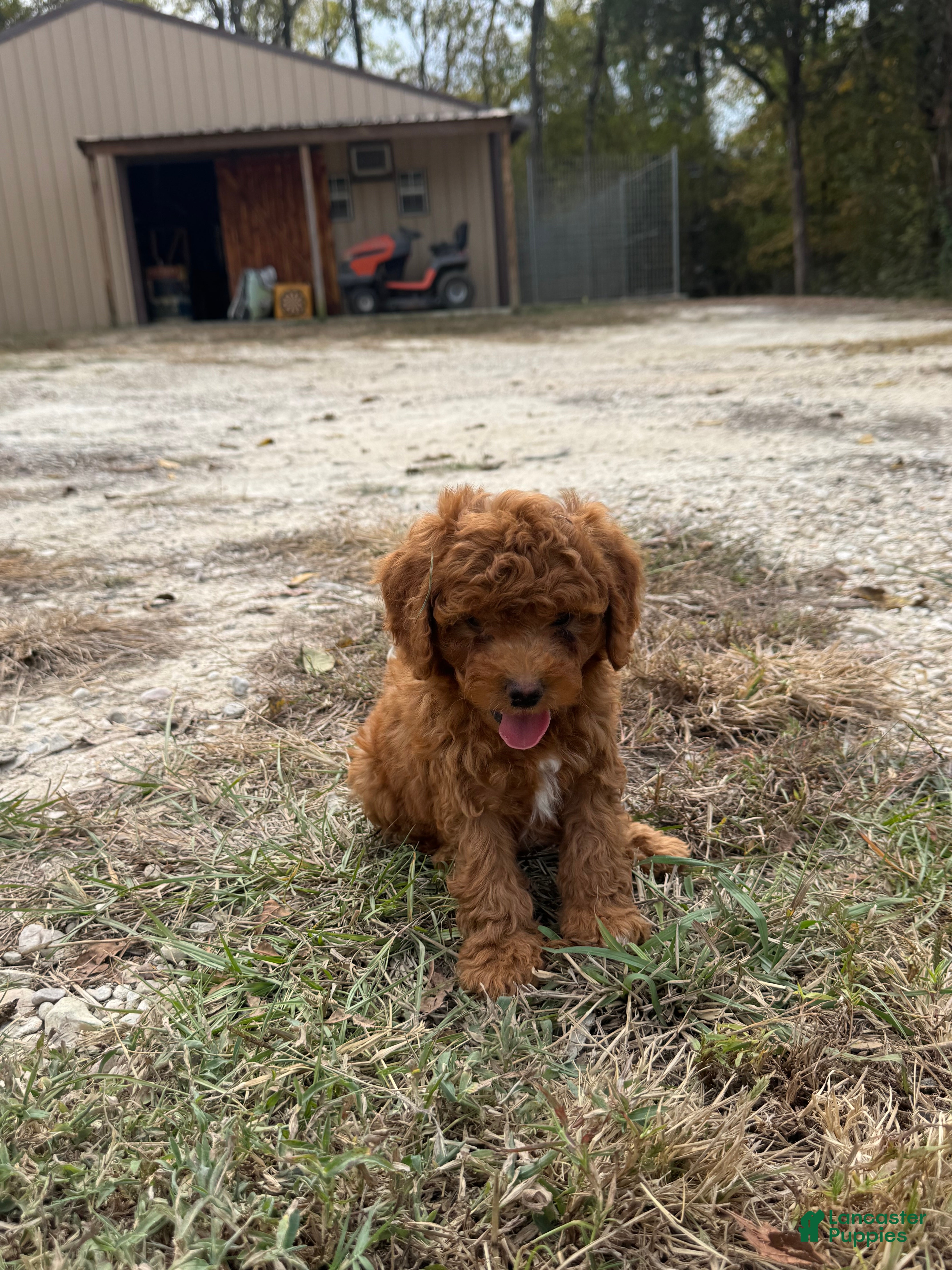 Cavapoo dogs for sale: Jasper - Ad 27