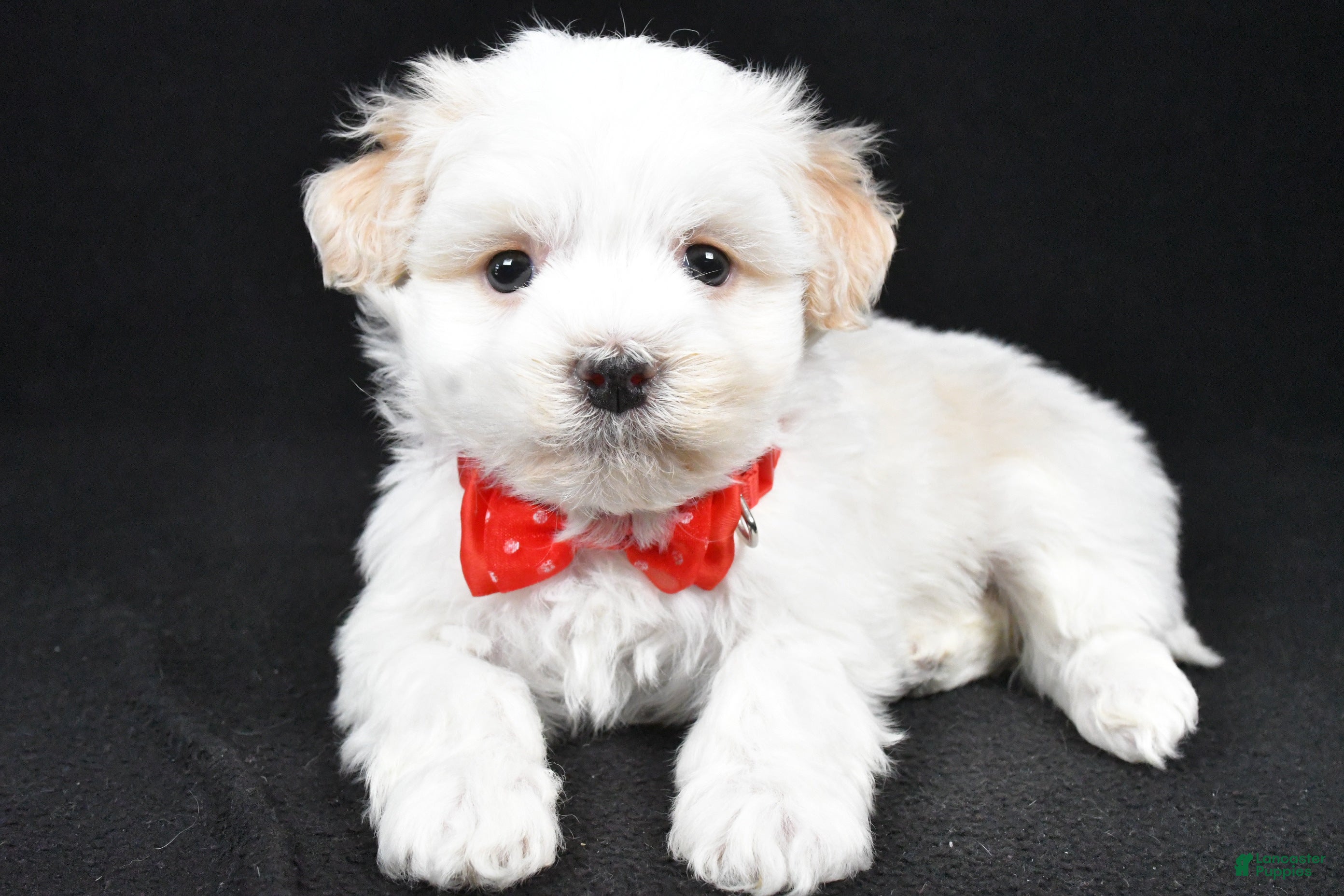 Havanese dogs Dell - Ad 16
