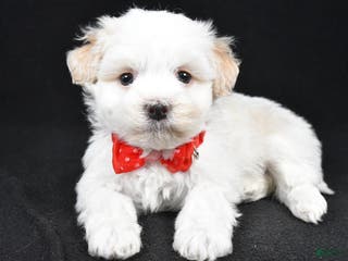 Havanese dogs Dell - Ad 40