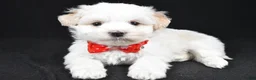 Havanese dogs for sale: Dell - Ad 1