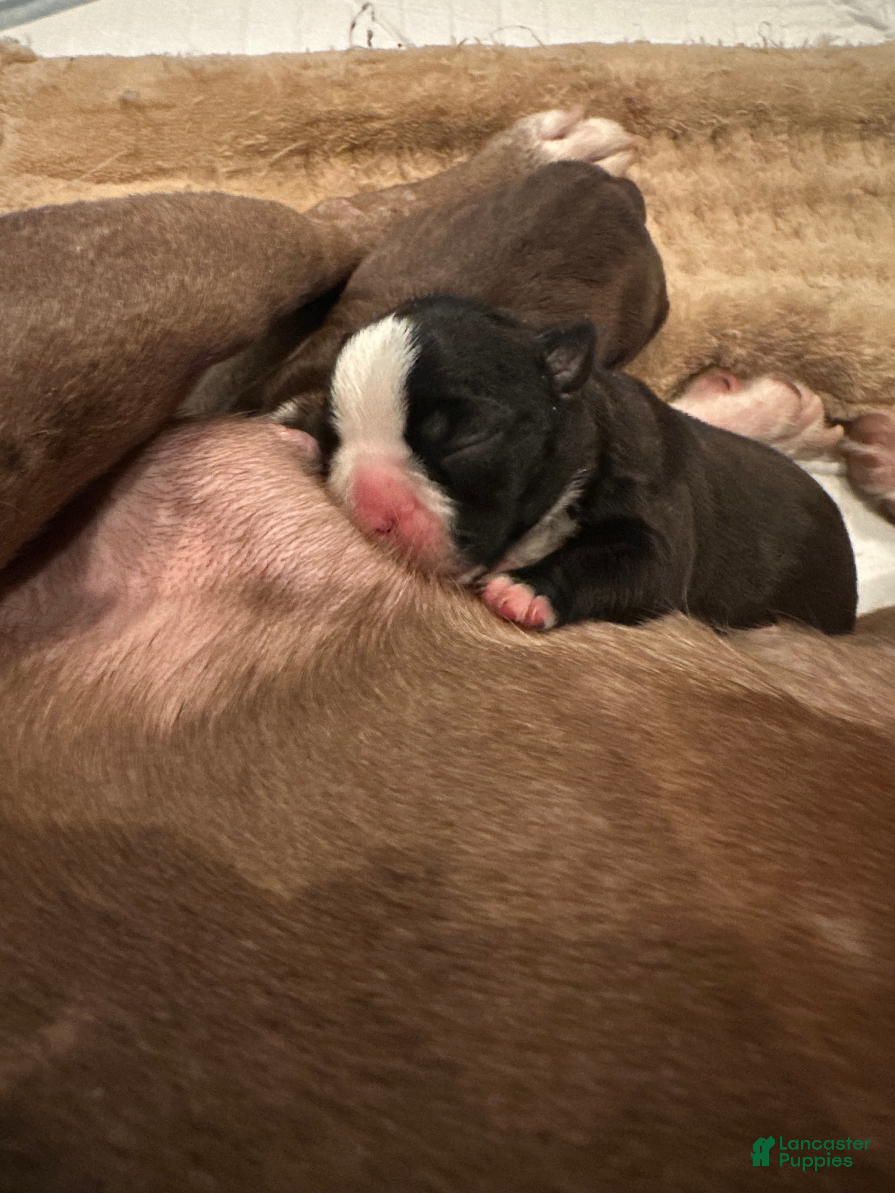 Boston Terrier dogs Tatum - Ad 3