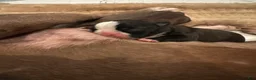 Boston Terrier dogs for sale: Tatum - Ad 1