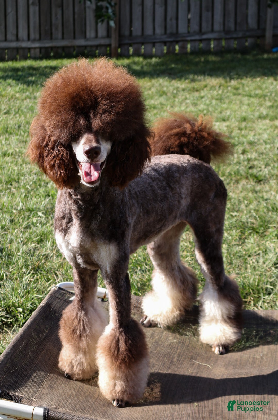 Standard Poodle dogs for sale: Milky Way  - Ad 2