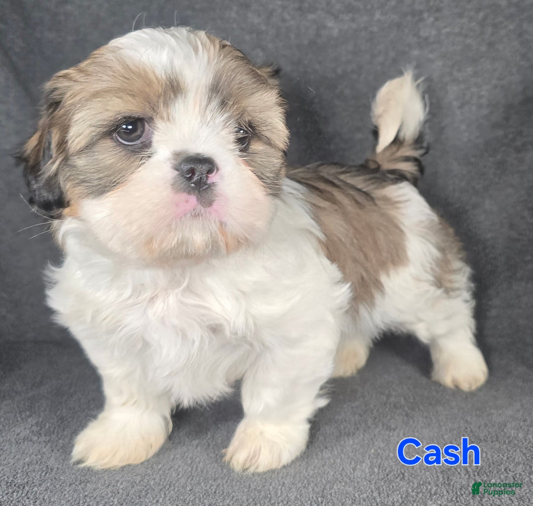 Shih Tzu dogs for sale: Cash - Ad 5