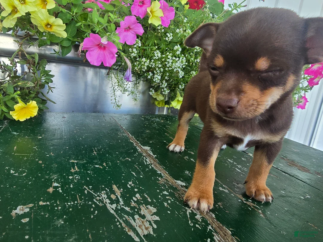 Chihuahua dogs for sale: Tippy - Ad 8