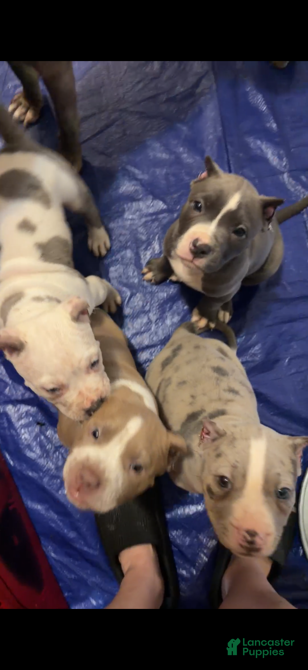 American Bully dogs American Bully 1 - Ad 6
