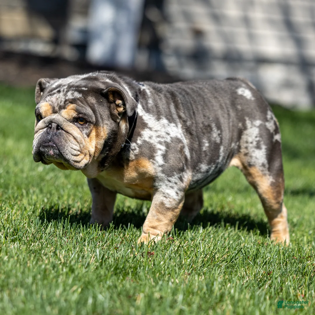 English Bulldog dogs for sale: Stephen English Bulldog Puppy  - Ad 8