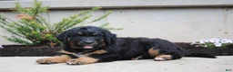 Mixed Breed dogs for sale: Charlie - Ad 1