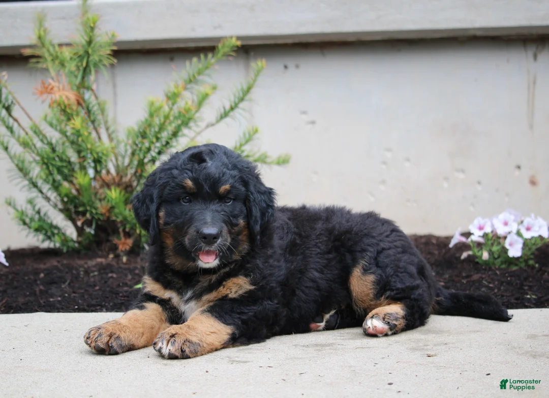 Mixed Breed dogs for sale: Charlie - Ad 1