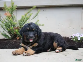Mixed Breed dogs for sale: Charlie - Ad 1
