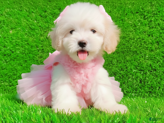 Maltipoo dogs - Ad 6