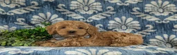 Cockapoo dogs for sale: Logen - Ad 5