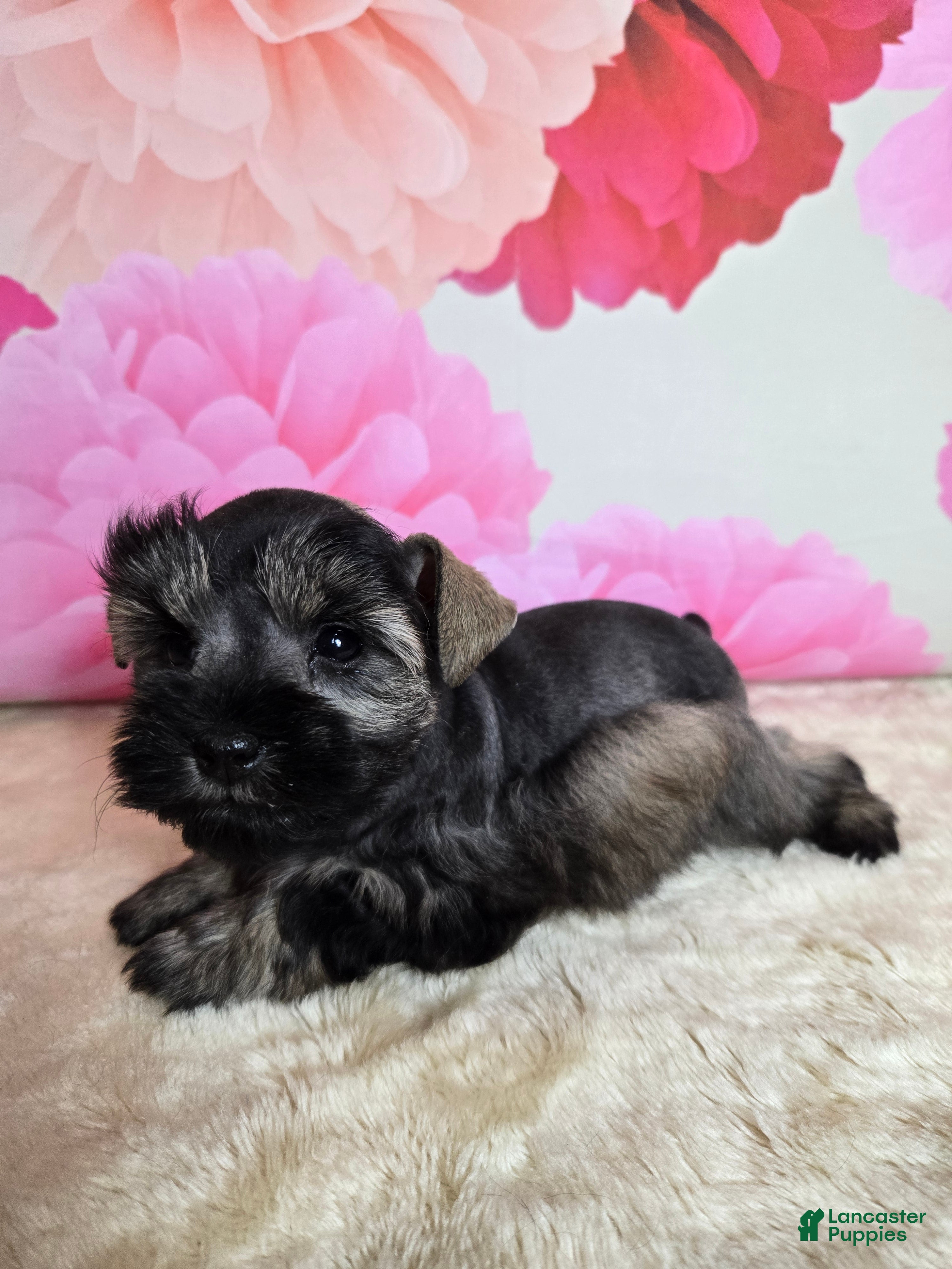 Miniature Schnauzer dogs Boo - Ad 3