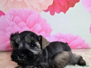 Miniature Schnauzer dogs Boo - Ad 39