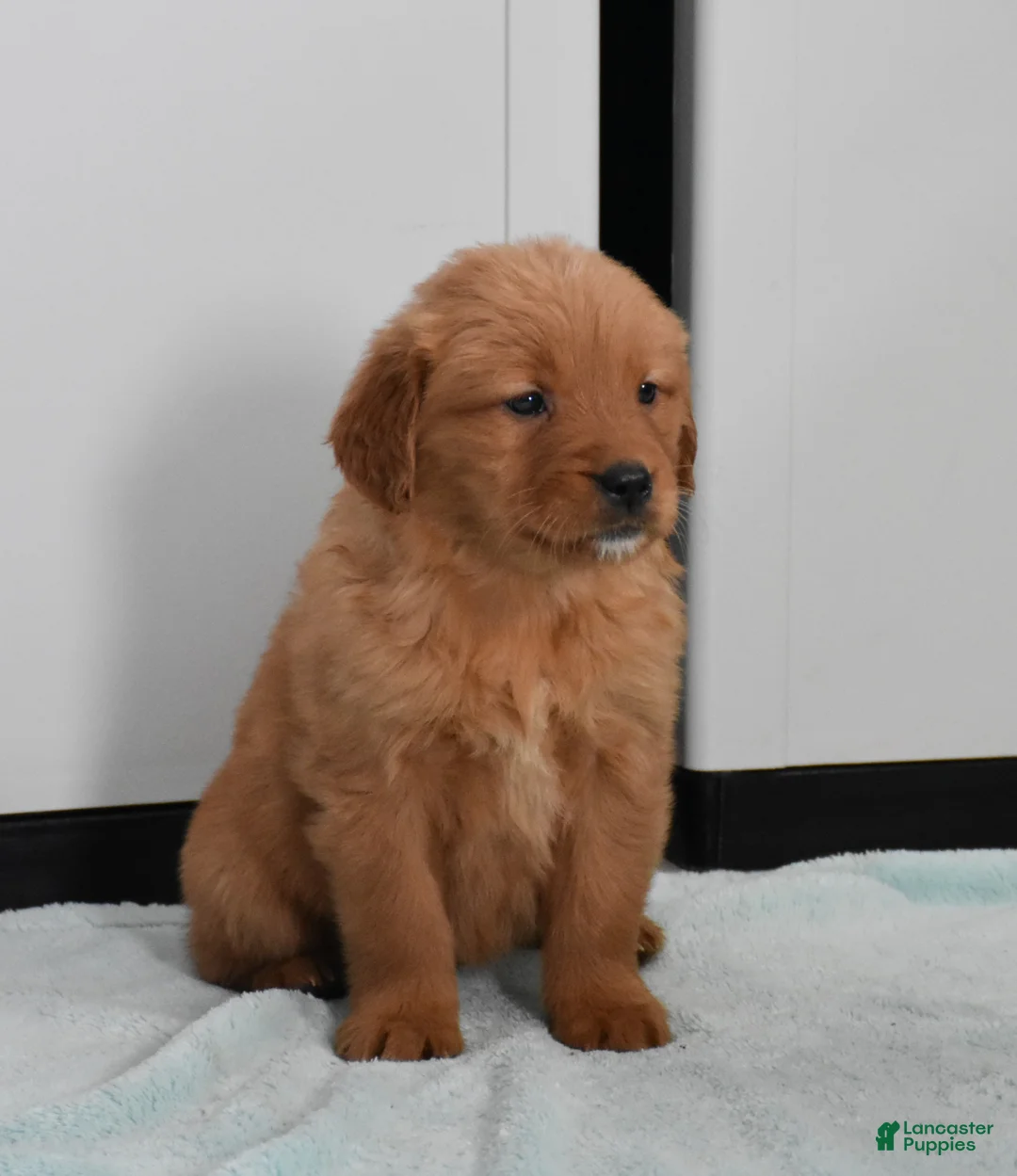 Golden Retriever dogs for sale: Sydney   Genetic/OFA - Ad 19