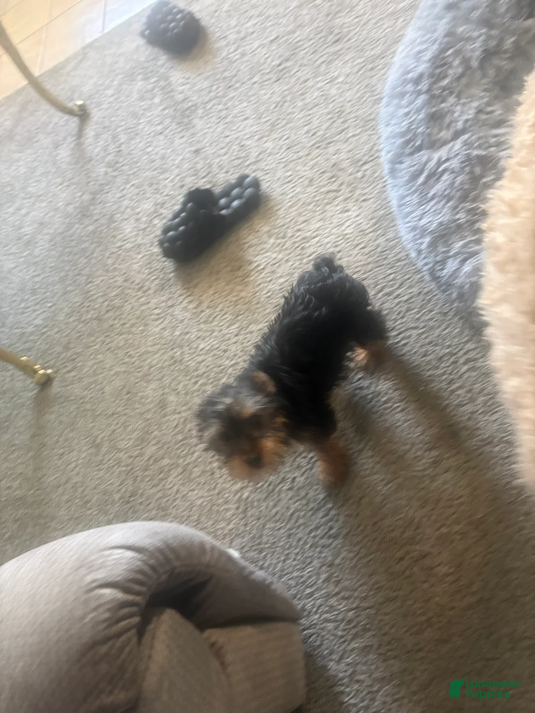 Yorkshire Terrier dogs for sale: Yorkshire Terrier 1 - Ad 2