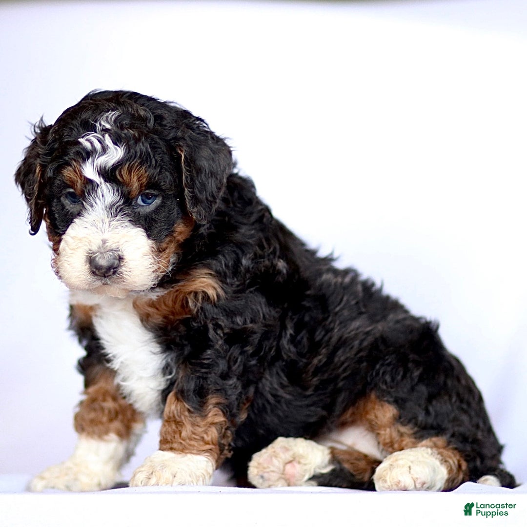 Mini Bernedoodle dogs for sale: Gina - Ad 3