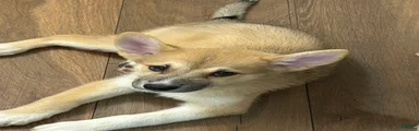 Simba