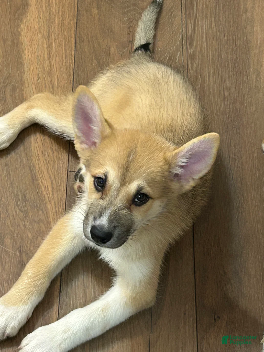 Mixed Breed dogs for sale: Simba - Ad 1