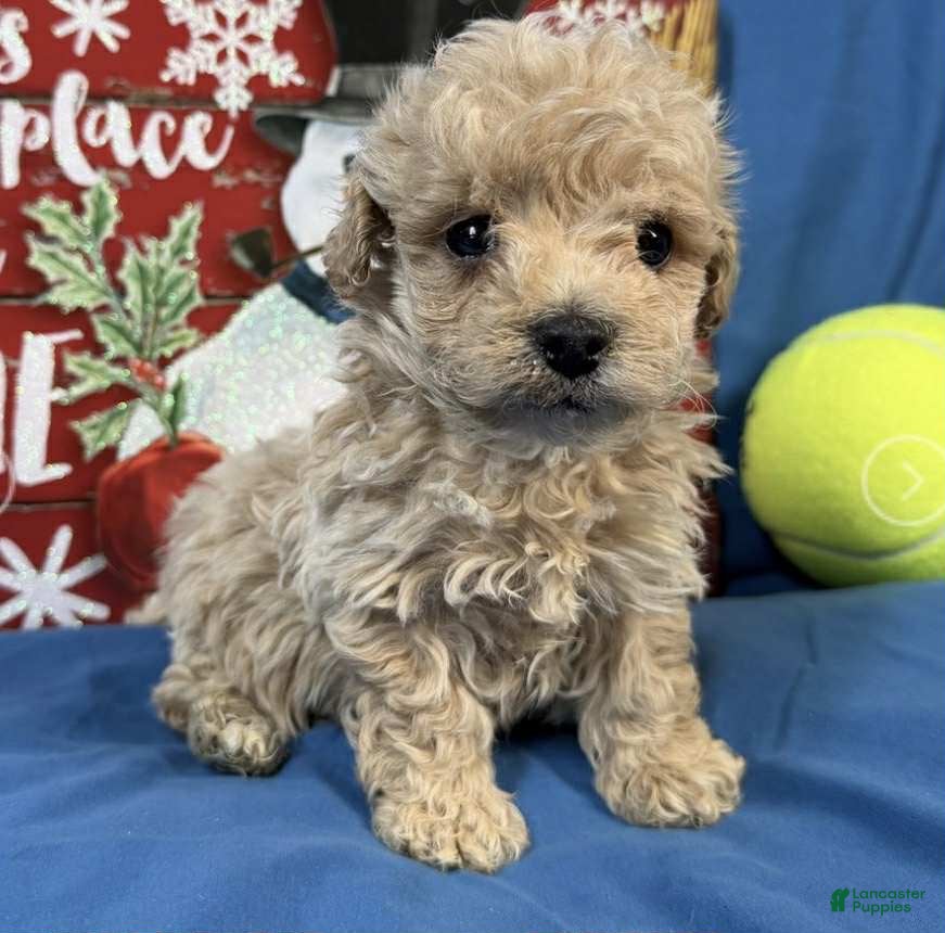 Toy Poodle dogs Rowan - Ad 21