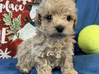 Toy Poodle dogs Rowan - Ad 21