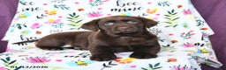 Labrador Retriever dogs for sale: Peaches - Ad 4