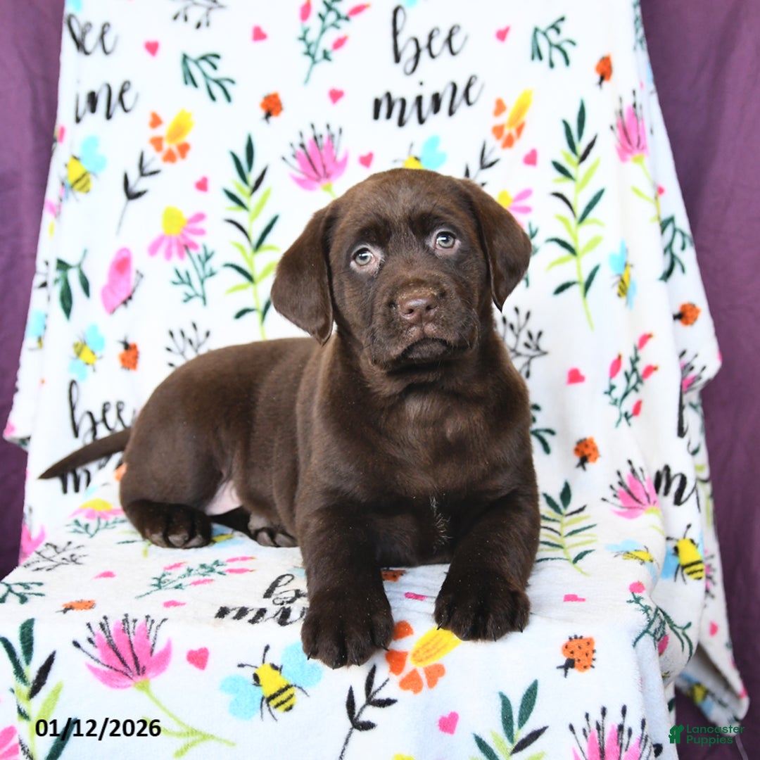 Labrador Retriever dogs for sale: Peaches - Ad 4