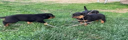Rottweiler dogs for sale: Rottweiler Puppy 3 - Ad 3