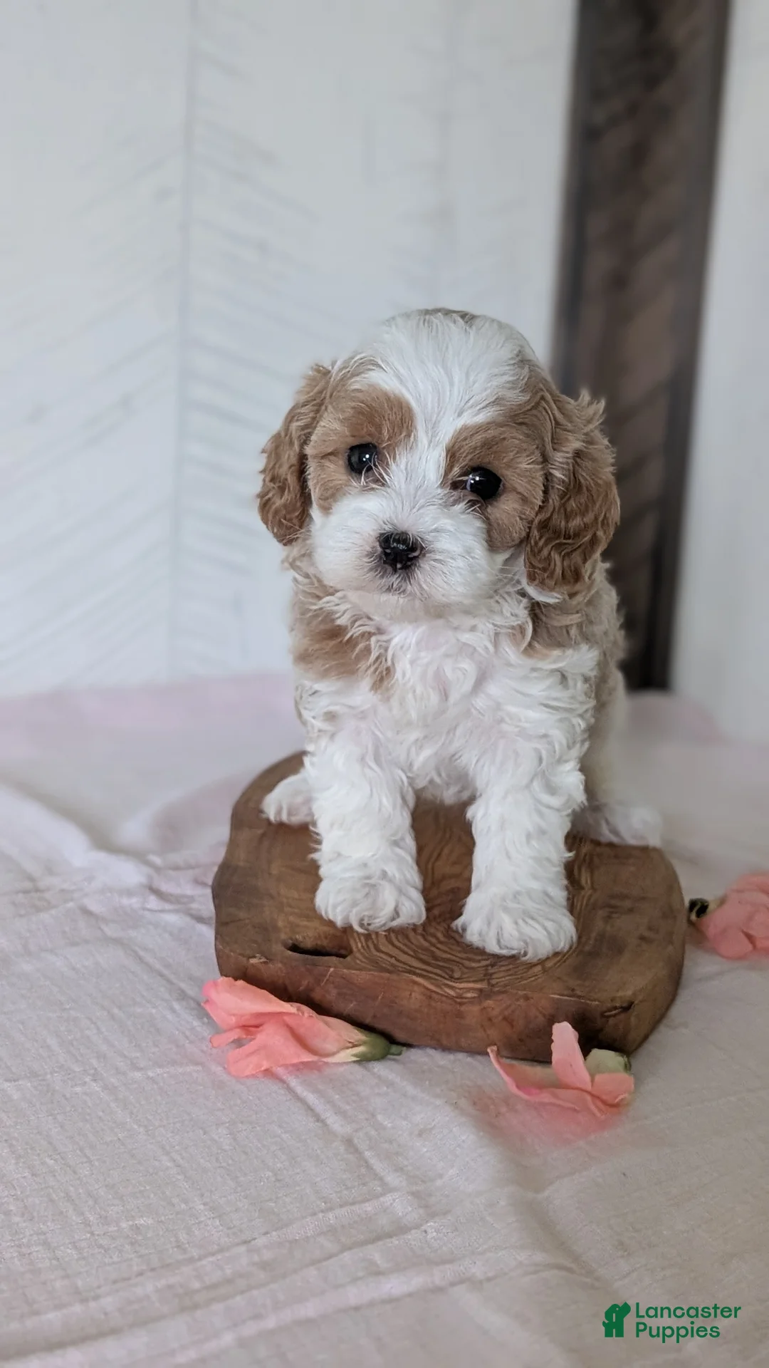 Cavapoo dogs for sale: Raya - Ad 2