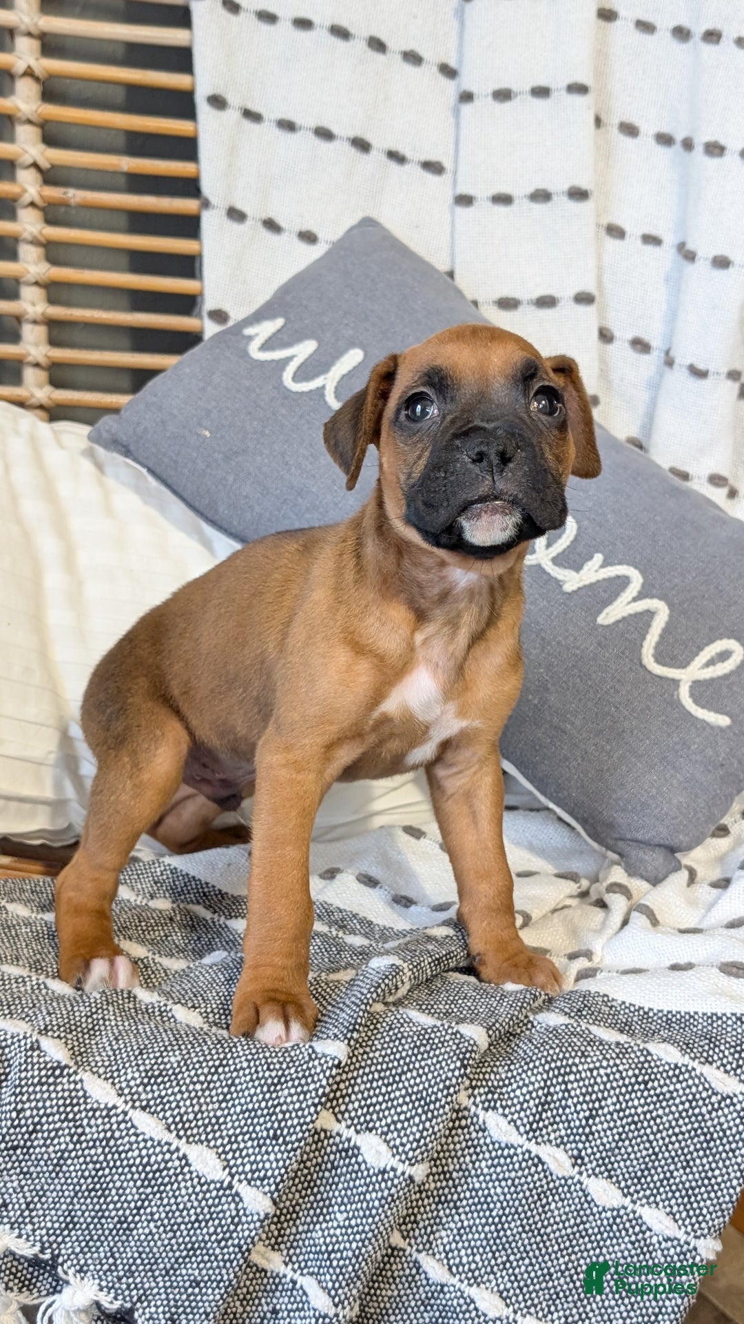 Boxer dogs for sale: Hunter - Ad 13