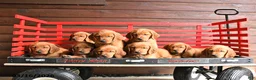 Mixed Breed dogs for sale: Will  - Ad 3