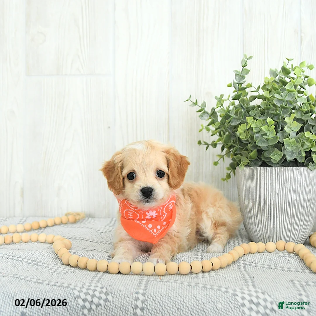 Cockapoo dogs for sale: Bandit EXTRA SMALL  - Ad 4