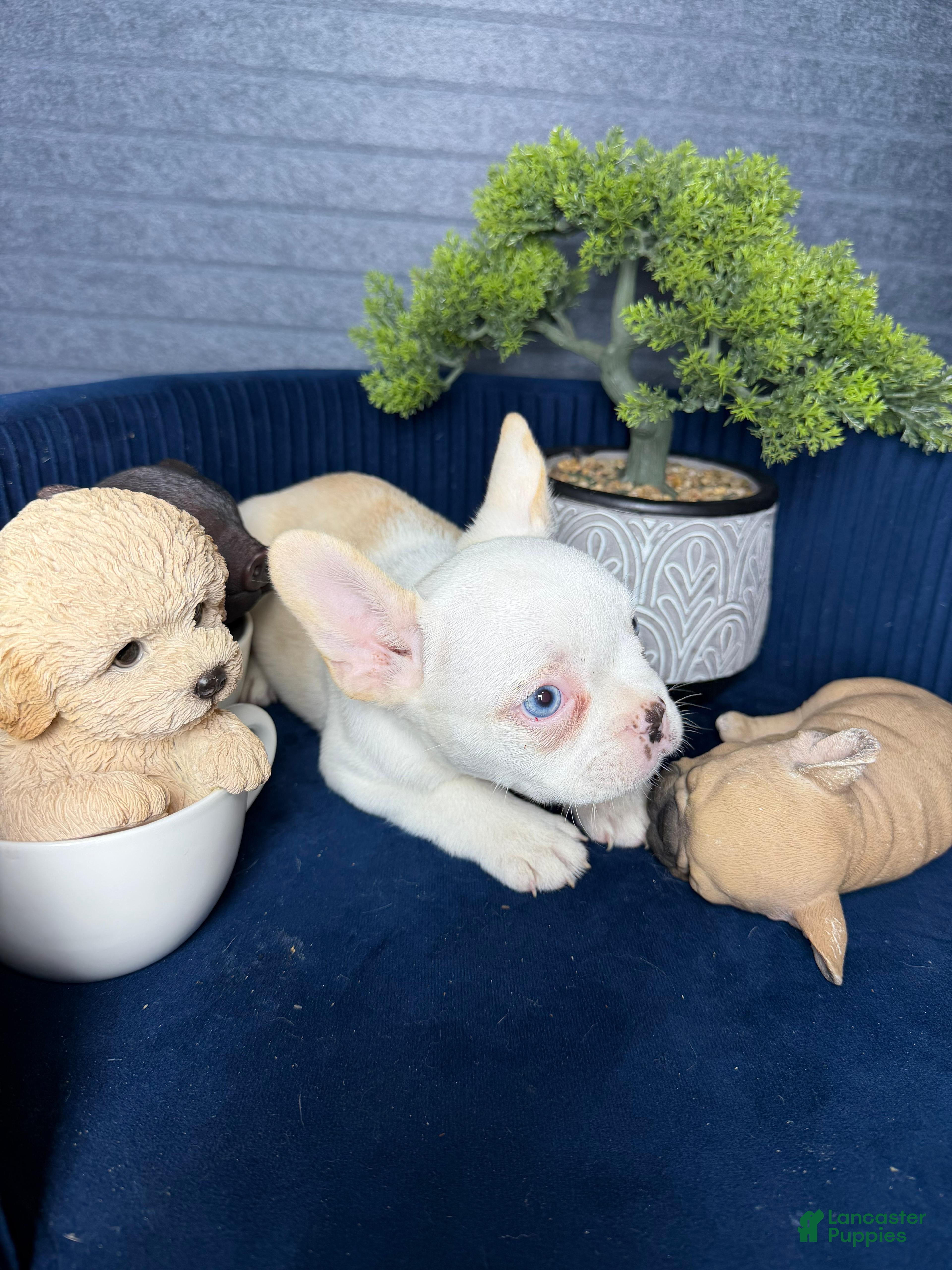 French Bulldog dogs French Bulldog Puppy 1 - Ad 2