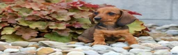 Miniature Dachshund dogs for sale: Sweet Pea 🎀 - Ad 12