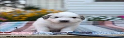 Great Pyrenees dogs for sale: Nicky - Ad 8
