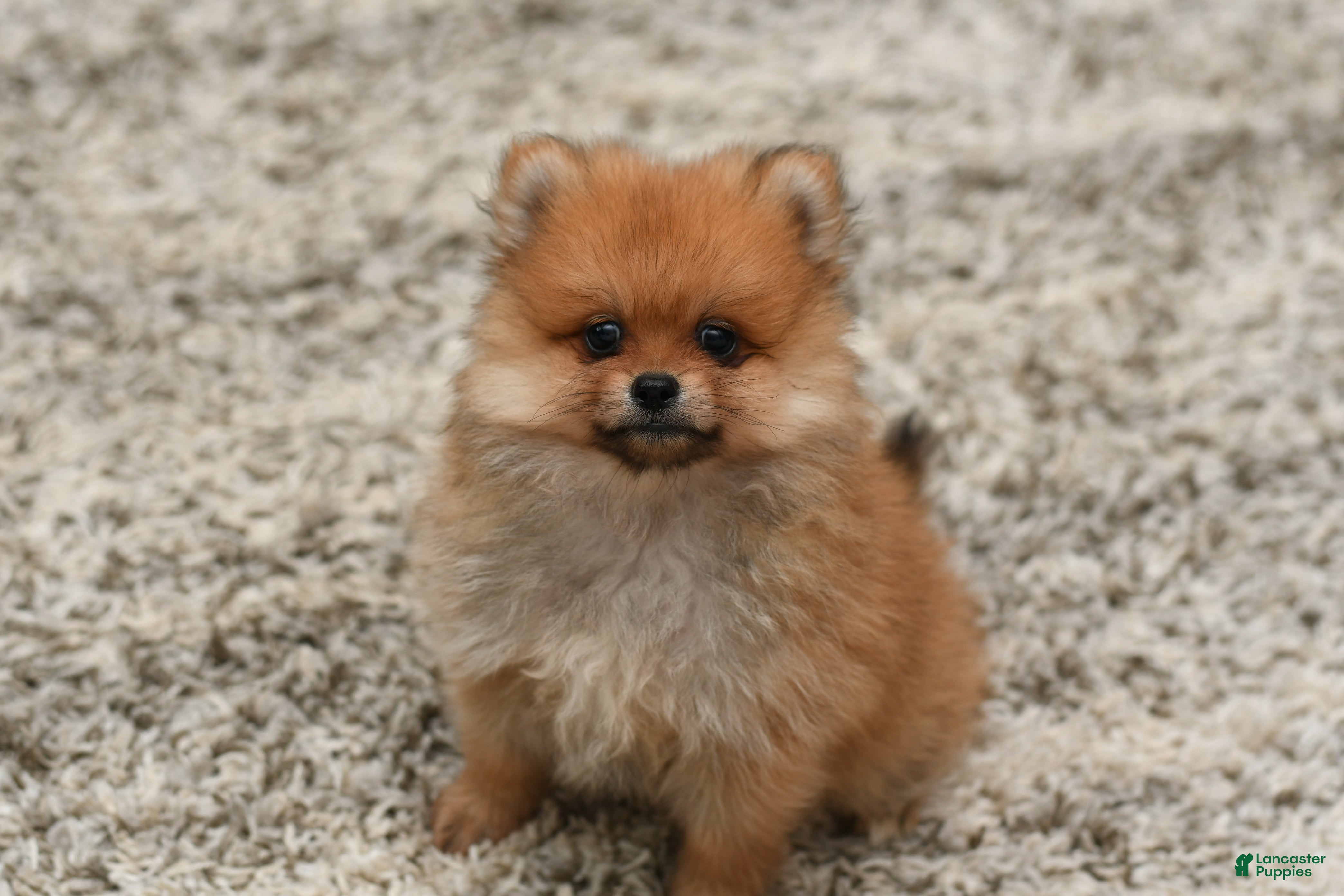 Pomeranian dogs Dillon - Ad 2
