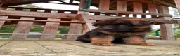 German Shepherd dogs for sale: Zeus - Ad 10