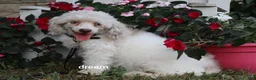 Cavapoo dogs for sale: Romeo - Ad 5