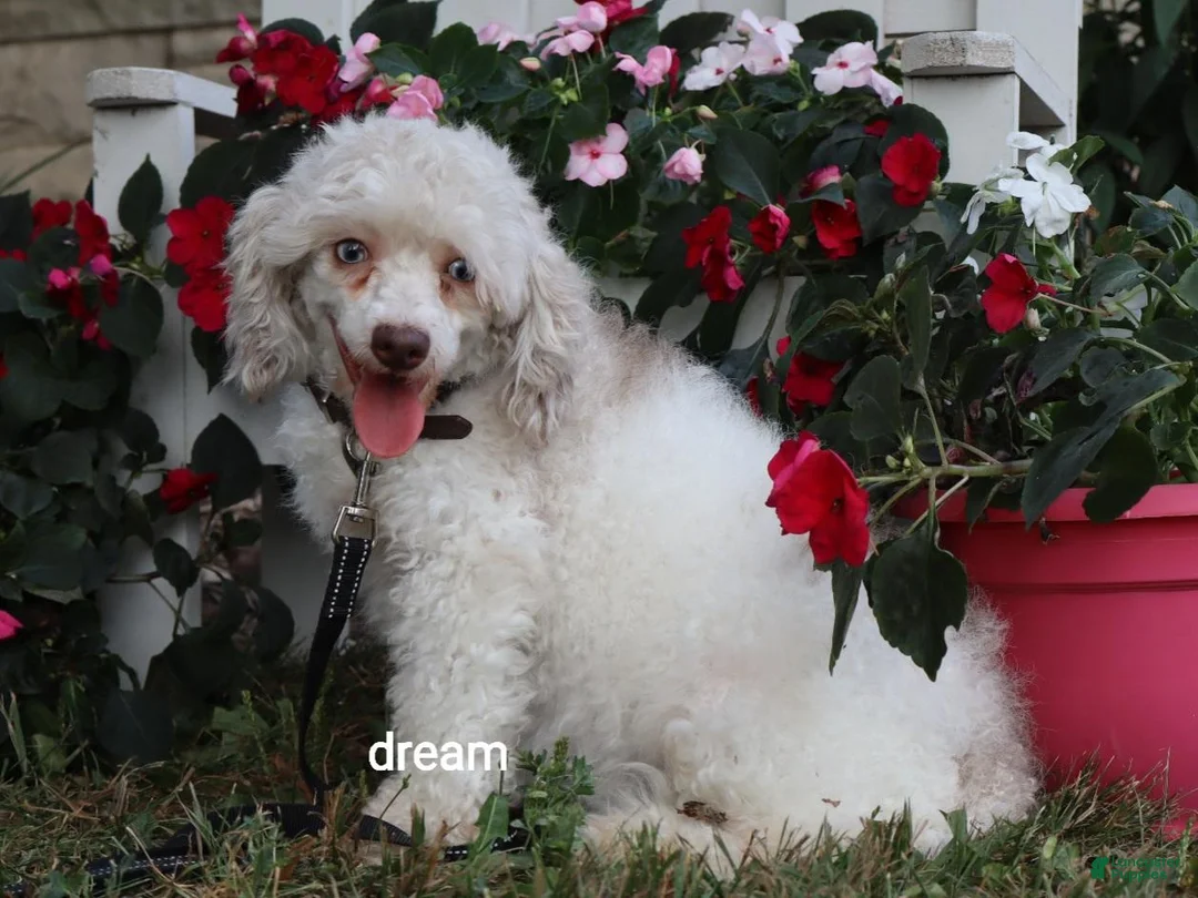 Cavapoo dogs for sale: Leif - Ad 5