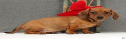 Miniature Dachshund dogs for sale: Gigi - Ad 5