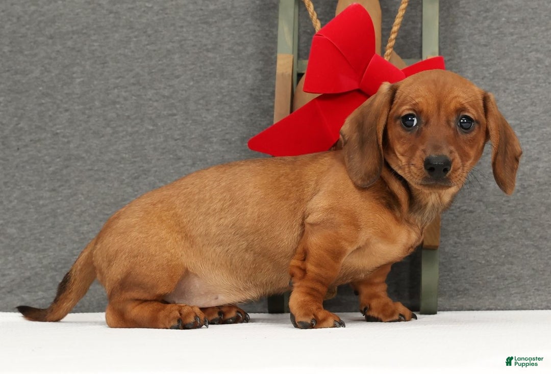 Miniature Dachshund dogs for sale: Gigi - Ad 5